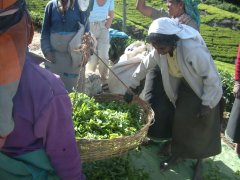 06-Tea pickers weighing their leaves